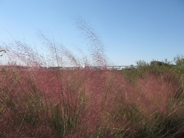 Shore grass