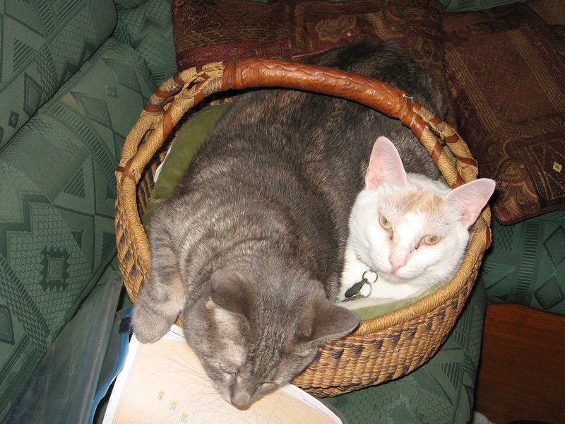 Bisous and Carter in Basket