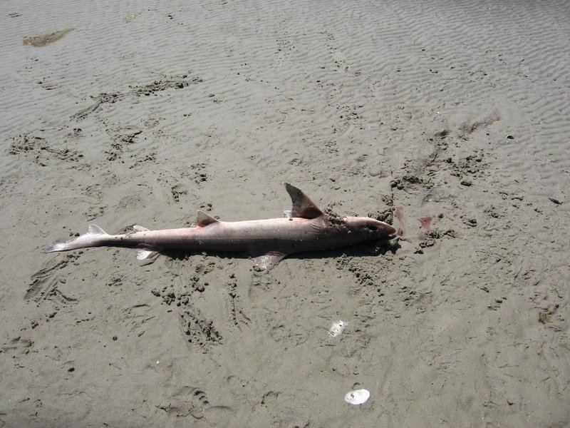 Dead Sand Shark