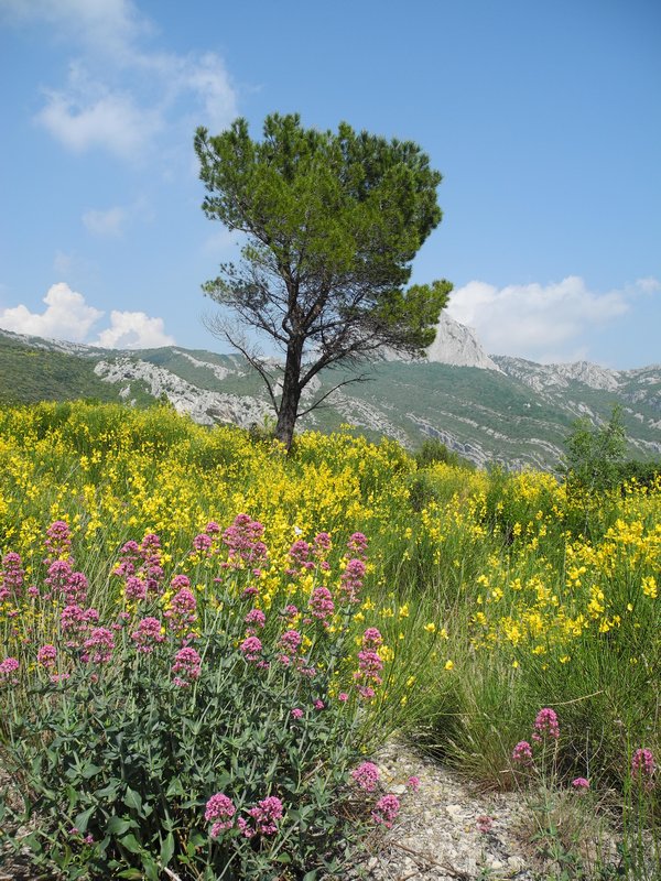 Springtime in Provence
