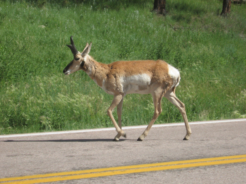 10.5 Antelope
