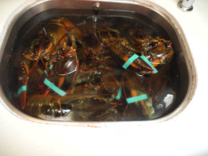20 Lobsters