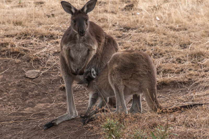 Kangaroo ... with joey
