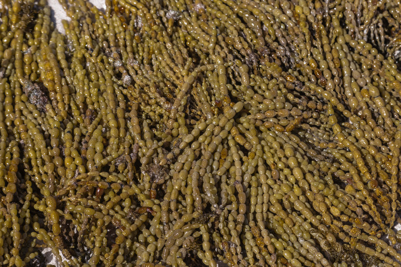 Pennington Bay Seaweed