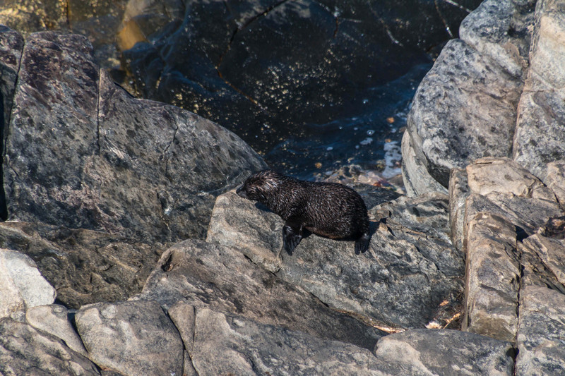 NZ Seal Pup