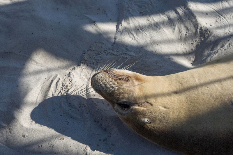 Seal Bay snoozing