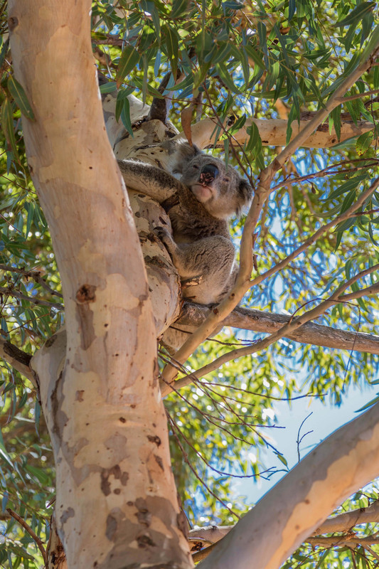 Koala who watched us eat lunch