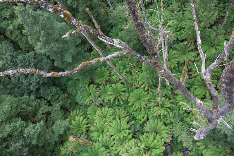 Tree-ferns