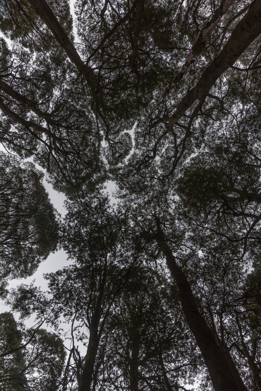 Mountain Ash Canopy, Otway Fly