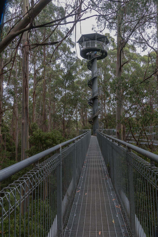 Otway Fly tower