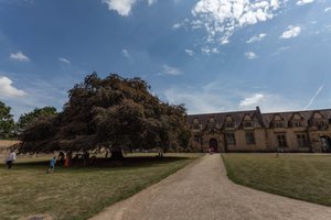Fantastic old tree in the Great Court