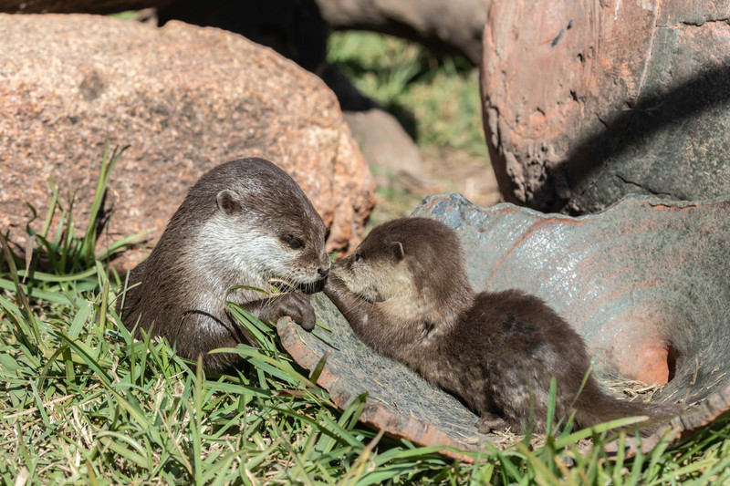 Otter with pup