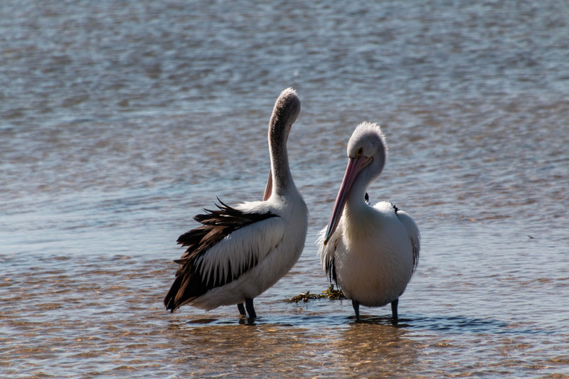 Pelicans at The Entrance