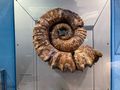 Ammonite Fossil, South Australian Museum