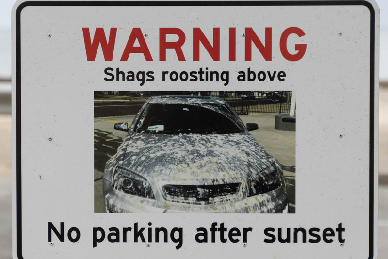 Beware of roosting shags!