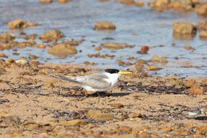 Greater Crested Tern on the beach at James Well