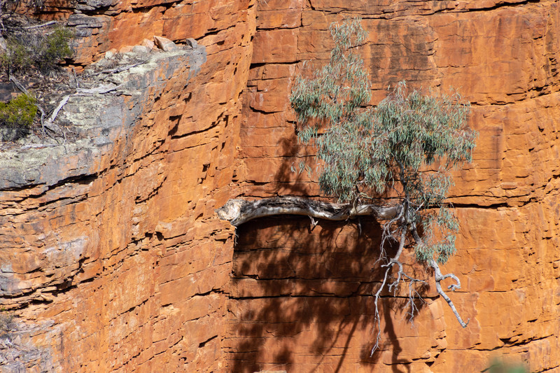 A tenacious tree from the Gorge Lookout