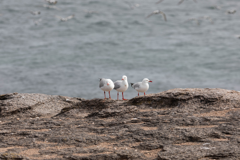 Three wise seagulls