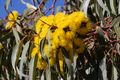 Eucalypt flowers, Quorn 