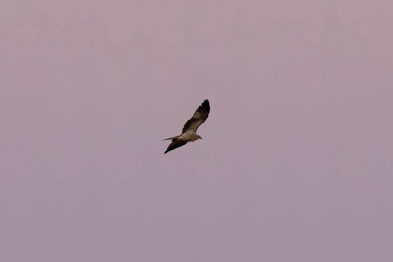 Wedge-tailed Eagle at sunset