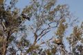 Wedge-tailed eagles  by the road