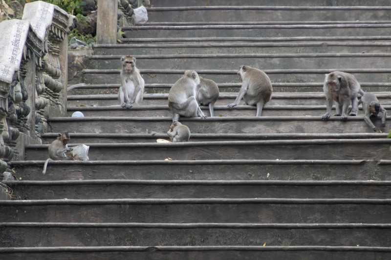 Monkeys on the steps
