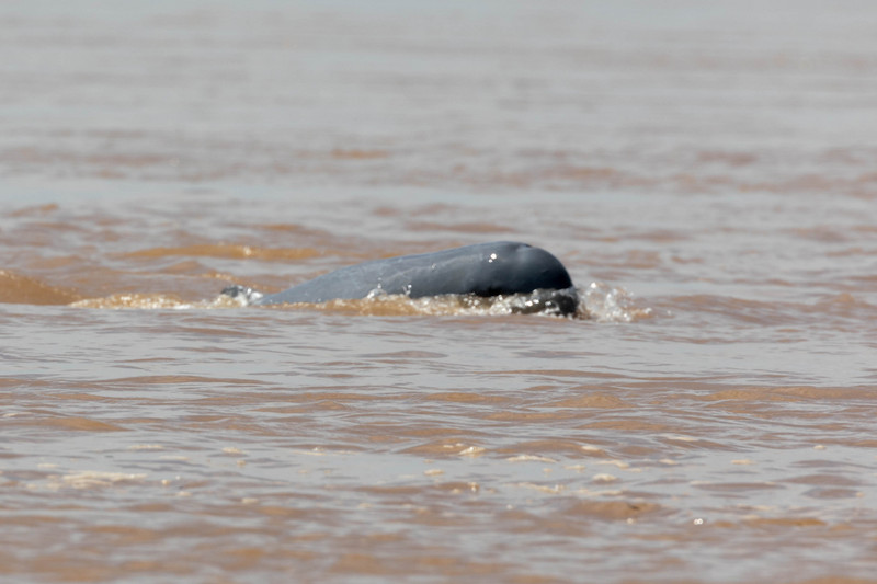 Irrawaddy dolphin