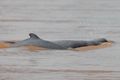Irrawaddy dolphins