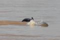 Irrawaddy dolphin