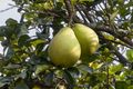 Pomelos on the tree