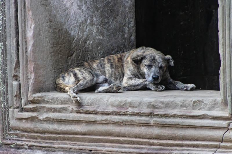 Temple dog