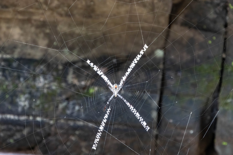 A spider in its web
