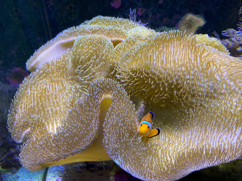 Nemo hiding in the coral