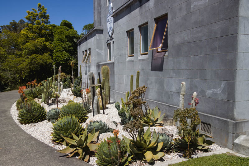 Cactus garden at the Cathedral