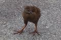 Lord Howe Island woodhen chick at Coghlans Lookout