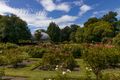 Rose Garden at Christchurch Botanic Gardens