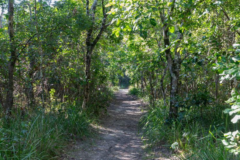 Bundagaree Rainforest walk