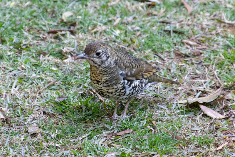 Female Regent Bower Bird