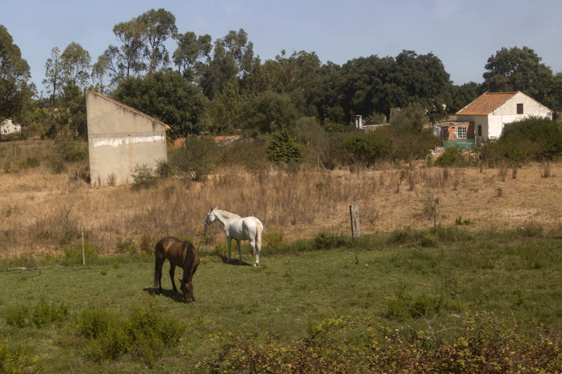 Horses by the station