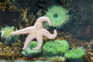 Starfish and Anemones 