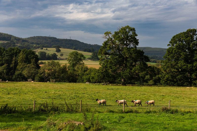 Sheeps at Sudeley Castle