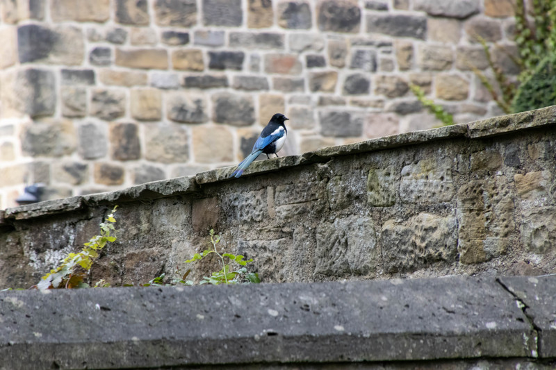 Jay on a wall