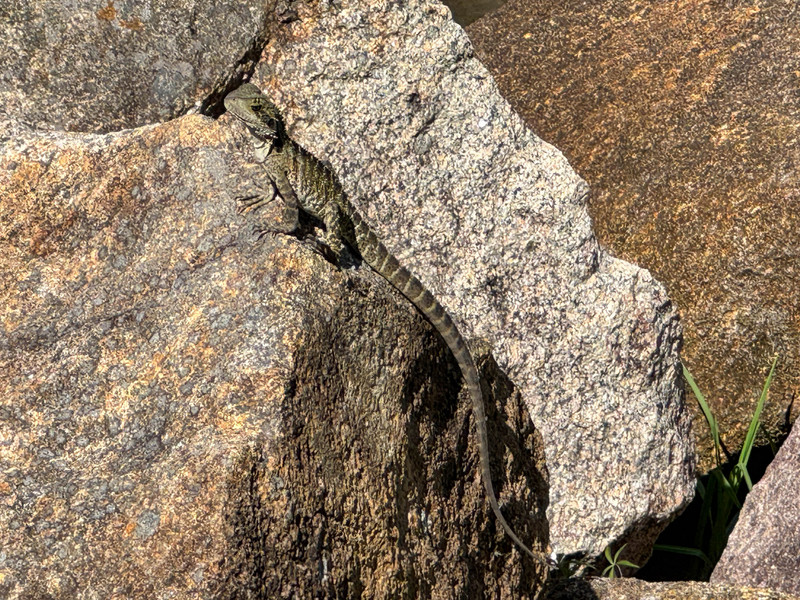 Rock Lizard