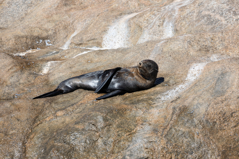 NZ Fur Seal
