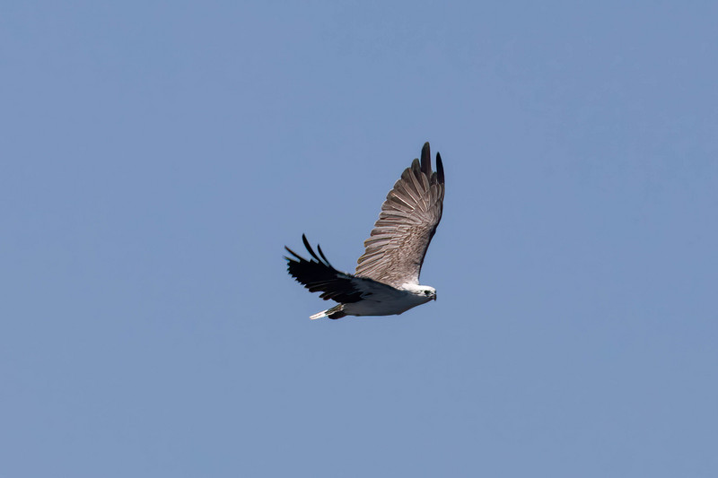 White Bellied Sea Eagle