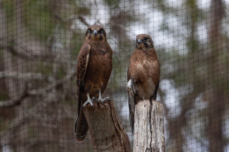Brown Falcons