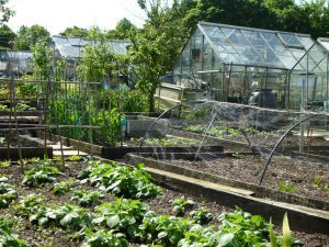 The allotments