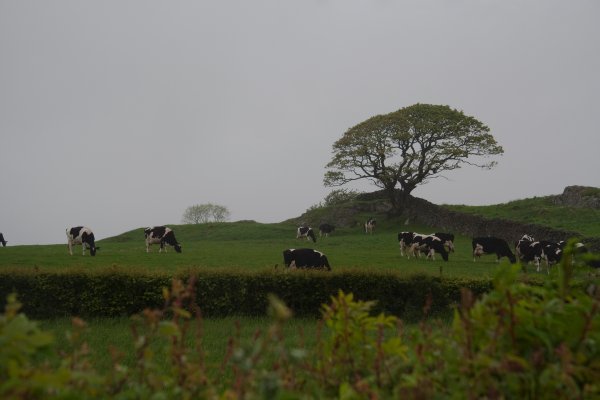 Cows standing in the rain