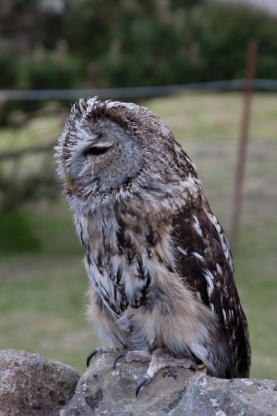 Barn Owl, Holy Island
