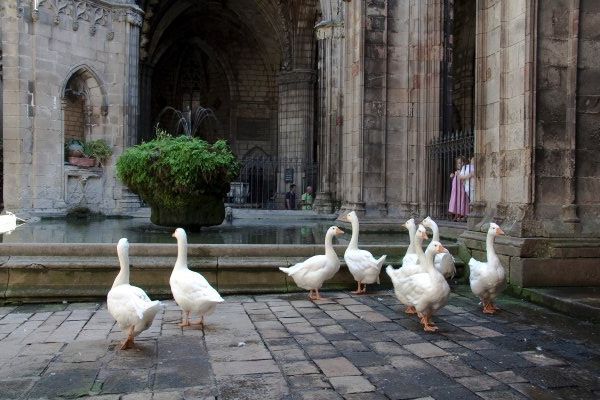 The geese at the Catedral